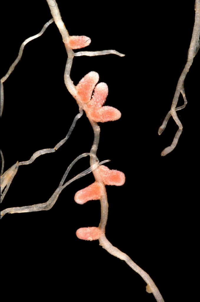 Legume Root Nodules