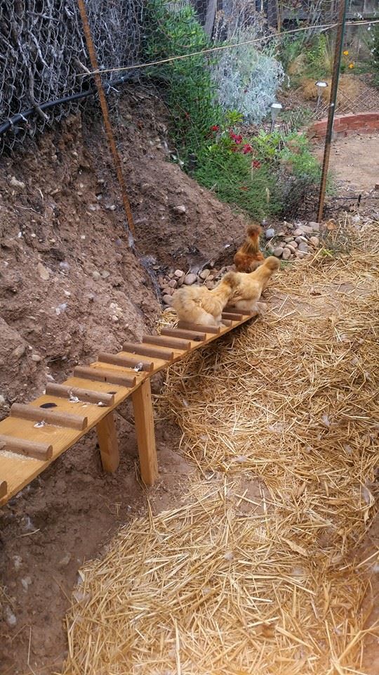 Chicken Coop 028