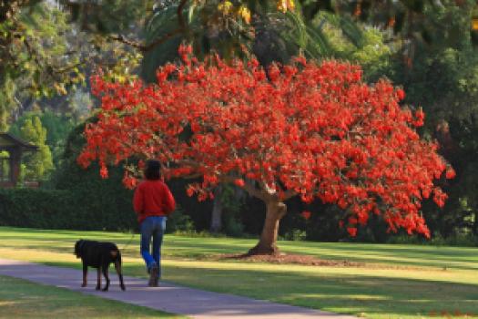 Erythrina Caffra (Coastal Coral) Tree in full bloom. Via https://classconnection.s3.amazonaws.com/322/flashcards/878322/jpg/coral-tree-and-dog-blog1321849492544.jpg