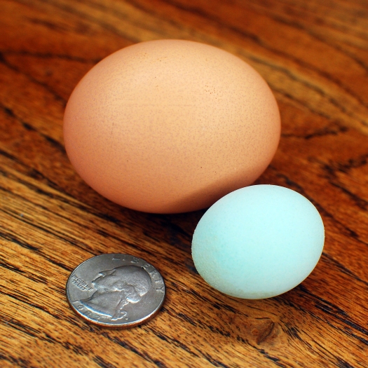 The Case of the Cursed Egg 02c_cock egg and quarter for scale